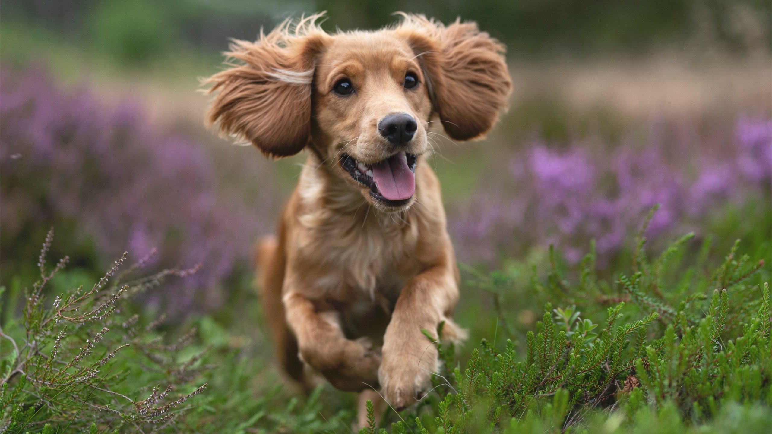 2024年国际乒联混合团体世界杯:Chinese Taipei决战巅峰,2024年世乒赛举办地