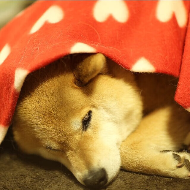 开云网页版-CBA球队拓展训练内容融入心理建设模块，cba培训班