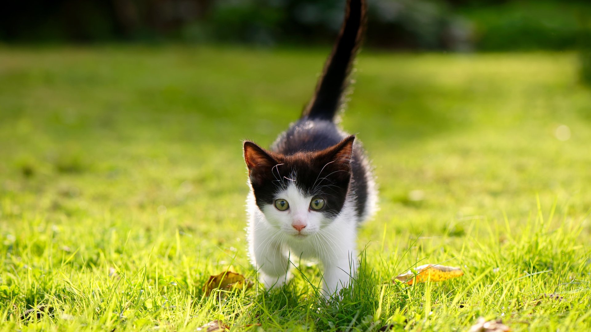 中国武术代表团出访推广传统体育文化,全国武术邀请赛