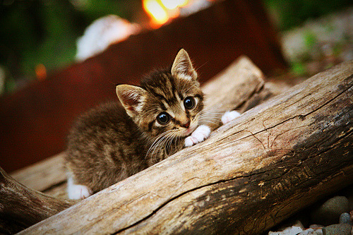 五大联赛阵容灵活度与替补席战力提升机制,五大联赛强度