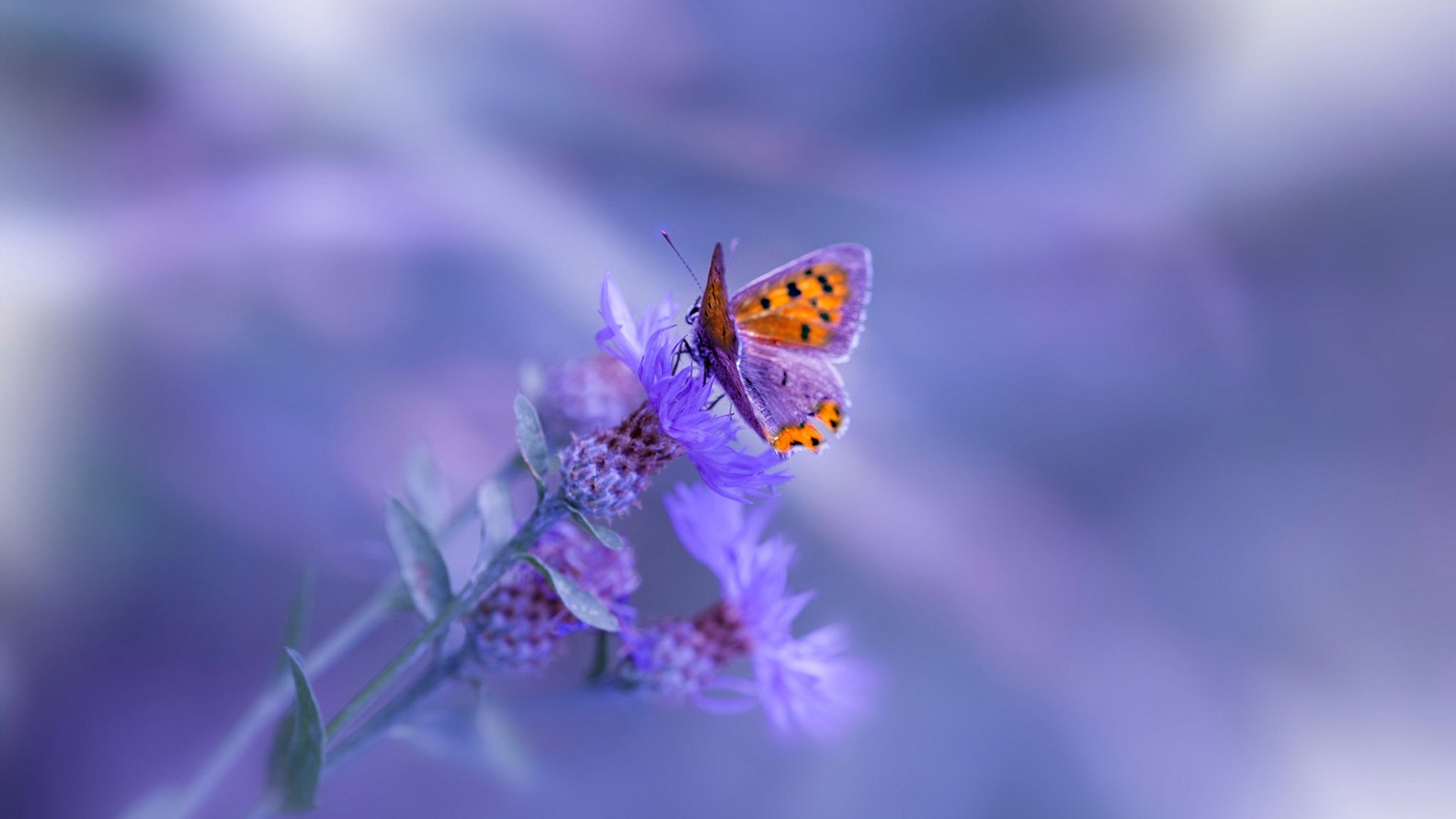 开云体育中国官网-控球后卫竞争格局日趋激烈各队后场火拼，控球后卫都有谁厉害