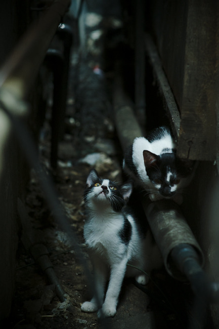 足球训练课程与运动医学结合薄弱，足球教学课与足球训练课的差异