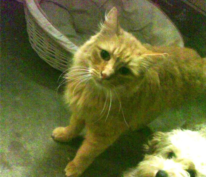 乔治·巴尔：全黑队中场的“稳定器”，每次传球都充满威胁