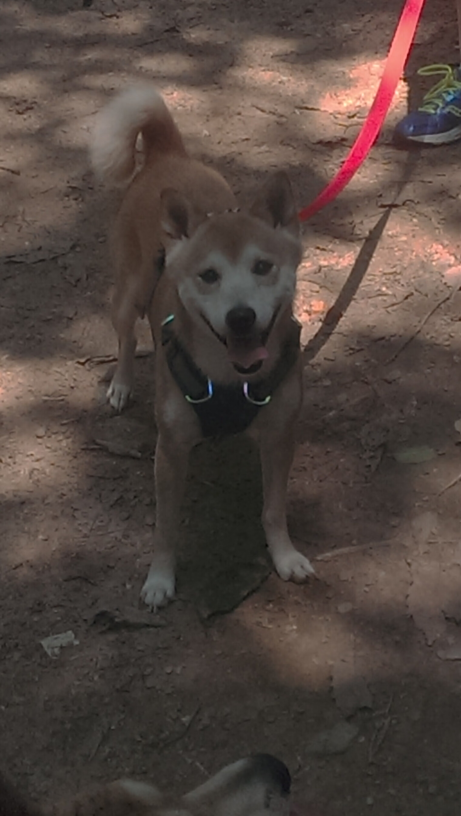 开云真人娱乐官网-冈比亚男篮在非洲锦标赛中奋勇拼搏，竞争激烈