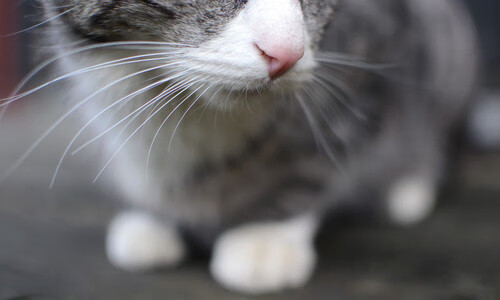 决赛速度较量 普里戈达不落下风，普里戈任